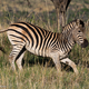 Illustration for article titled Photo Safari: Zebras